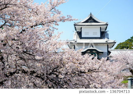 在金澤城堡石川門的櫻花 136704713