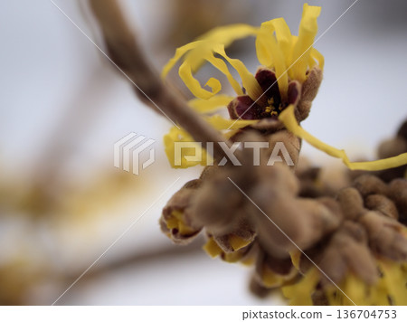 Yellow flowers of Hamamelis intermedia "Arnold's Promise" that began to bloom in the chilly month of February Yellow flowers of Hamamelis intermedia "Arnold's Promise" that began to bloom in the chilly month of February 136704753