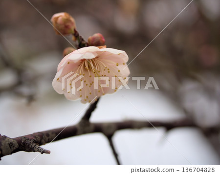 Pink plum blossoms "Ichiryu" blooming in the chilly weather of February Pink plum blossoms "Ichiryu" blooming in the chilly weather of February 136704828
