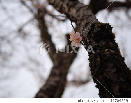 Pink plum blossoms "Ichiryu" blooming in the chilly weather of February 136704829