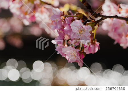 Kawazu cherry blossoms in Minamiizu and the sparkling waters of the river create a beautiful spring scene with reflections on the water surface Kawazu cherry blossoms in Minamiizu and the sparkling waters of the river create a beautiful spring scene with reflections on the water surface 136704838