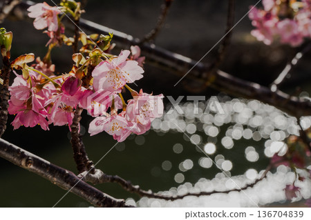 Kawazu cherry blossoms in Minamiizu and the sparkling waters of the river create a beautiful spring scene with reflections on the water surface Kawazu cherry blossoms in Minamiizu and the sparkling waters of the river create a beautiful spring scene with reflections on the water surface 136704839