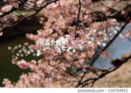 南飯津的河津櫻花與波光粼粼的河水交相輝映，倒映在水面上，構成了一幅美麗的春日景象。 136704841