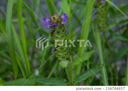 medicinal plant nepenthes flower medicinal plant nepenthes flower 136704857