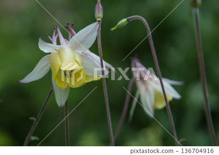 A perennial herb that blooms in the meadows of the mountains Ranunculaceae A perennial herb that blooms in the meadows of the mountains Ranunculaceae 136704916