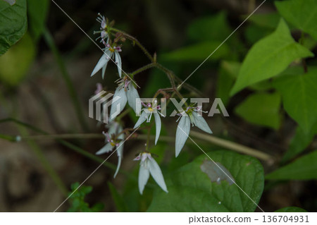 Flowers that bloom in early summer: five-petaled white flowers of Saxifragaceae Flowers that bloom in early summer: five-petaled white flowers of Saxifragaceae 136704931