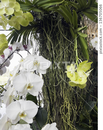 Plant and flower in outdoors garden Plant and flower in outdoors garden 136705066
