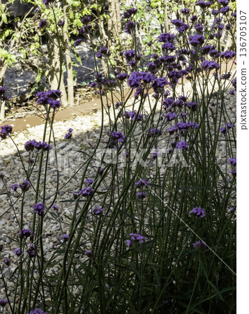 Natural flower landscaping in home garden Natural flower landscaping in home garden 136705107