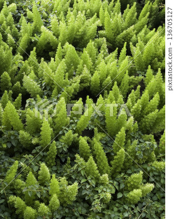 Natural flower landscaping in home garden 136705127