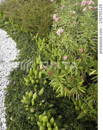 Natural flower landscaping in home garden Natural flower landscaping in home garden 136705129