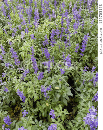 Natural flower landscaping in home garden Natural flower landscaping in home garden 136705138