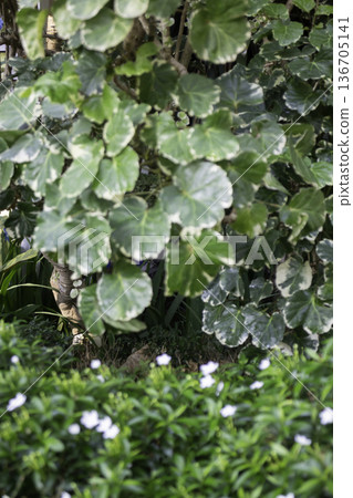 Natural flower landscaping in home garden Natural flower landscaping in home garden 136705141