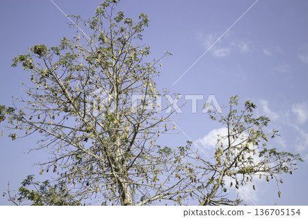 Natural flower landscaping in home garden 136705154