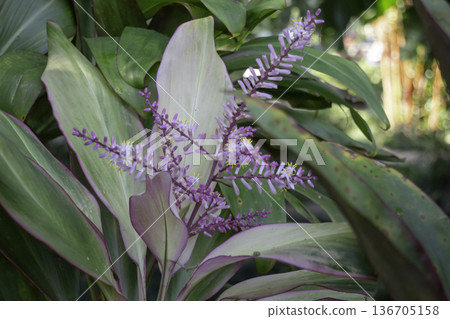Natural flower landscaping in home garden 136705158