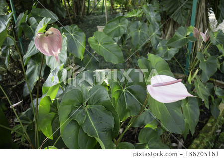 Natural flower landscaping in home garden 136705161