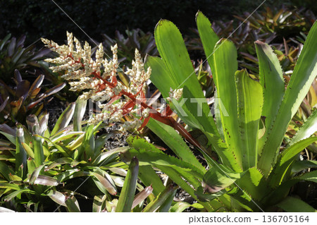 Natural flower landscaping in home garden Natural flower landscaping in home garden 136705164