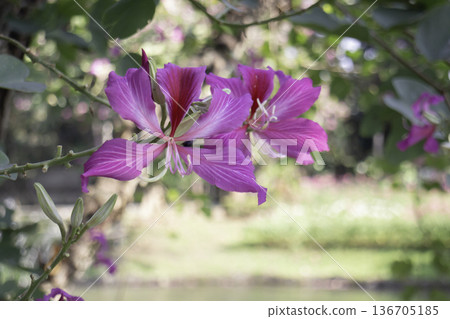 Natural flower landscaping in home garden Natural flower landscaping in home garden 136705185