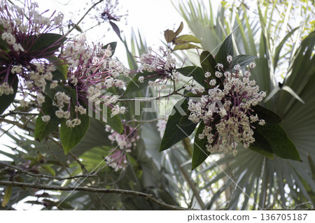 Natural flower landscaping in home garden Natural flower landscaping in home garden 136705187