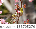 White-eye perched on Kawazu cherry blossoms in full bloom 136705270