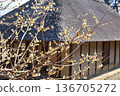 Wintersweet and old houses 136705272