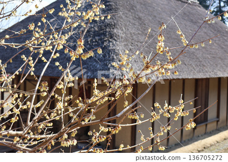Wintersweet and old houses 136705272