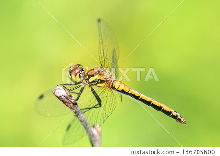 Side view of female Black Darter dragonfly (Sympetrum danae) perched on dry twig against blurred green background. 136705600