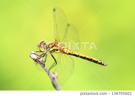 Side view of female Black Darter dragonfly (Sympetrum danae) perched on dry twig against blurred green background. 136705601