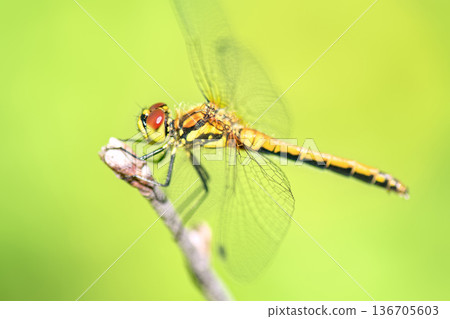 Side view of female Black Darter dragonfly (Sympetrum danae) perched on dry twig against blurred green background. 136705603