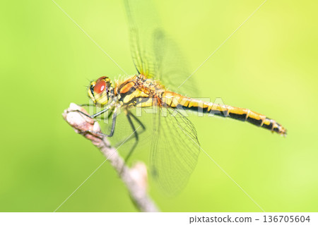 Side view of female Black Darter dragonfly (Sympetrum danae) perched on dry twig against blurred green background. Side view of female Black Darter dragonfly (Sympetrum danae) perched on dry twig against blurred green background. 136705604