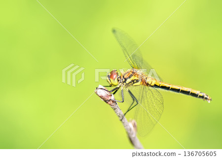 Side view of female Black Darter dragonfly (Sympetrum danae) perched on dry twig against blurred green background. 136705605