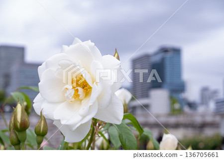 White roses blooming against the backdrop of city buildings White roses blooming against the backdrop of city buildings 136705661