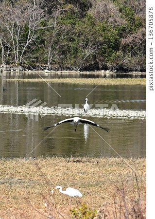 Large numbers of storks, the "birds of happiness," arrive at Itami City's Koyoike Park Large numbers of storks, the "birds of happiness," arrive at Itami City's Koyoike Park 136705878