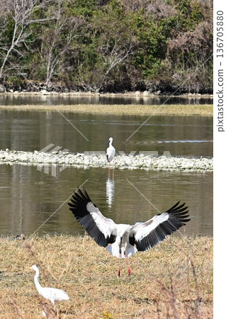 Large numbers of storks, the "birds of happiness," arrive at Itami City's Koyoike Park Large numbers of storks, the "birds of happiness," arrive at Itami City's Koyoike Park 136705880