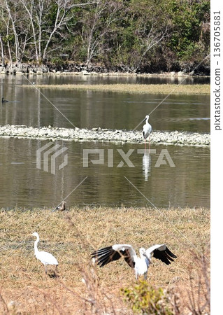 大批鸛鳥,這些“幸福之鳥”,飛抵伊丹市小池公園。 大批鸛鳥,這些“幸福之鳥”,飛抵伊丹市小池公園。 136705881