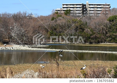 大批鸛鳥,這些“幸福之鳥”,飛抵伊丹市小池公園。 大批鸛鳥,這些“幸福之鳥”,飛抵伊丹市小池公園。 136705882