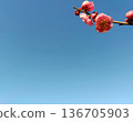 一朵鮮紅的梅花在藍天下格外醒目。 136705903