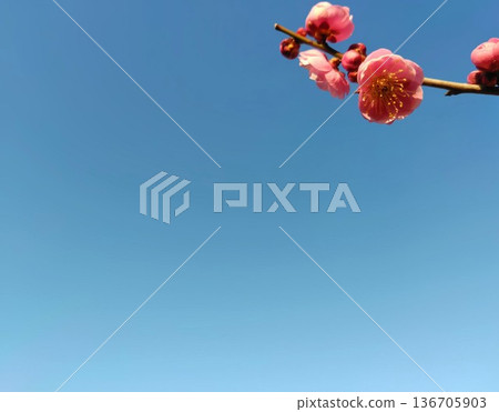 一朵鮮紅的梅花在藍天下格外醒目。 一朵鮮紅的梅花在藍天下格外醒目。 136705903