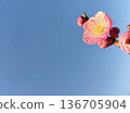 一朵鮮紅的梅花在藍天下格外醒目。 136705904