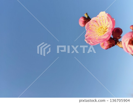 一朵鮮紅的梅花在藍天下格外醒目。 一朵鮮紅的梅花在藍天下格外醒目。 136705904