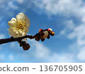 一朵梅花在藍天下閃閃發光 136705905