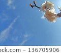 一朵梅花在藍天下閃閃發光 136705906