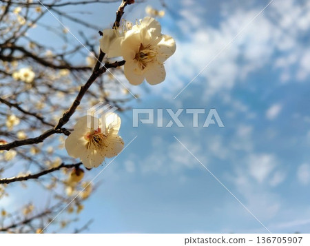 在藍天的李子開花 136705907