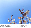 一朵梅花在藍天下閃閃發光 136705908