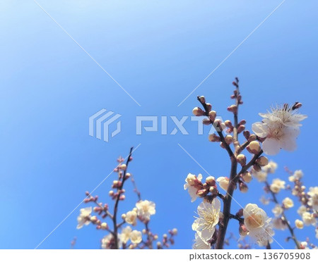 A single plum blossom shining against the blue sky 136705908