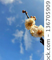 一朵梅花在藍天下閃閃發光 136705909