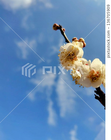 一朵梅花在藍天下閃閃發光 136705909