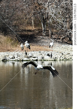 Large numbers of storks, the "birds of happiness," arrive at Itami City's Koyoike Park 136706113