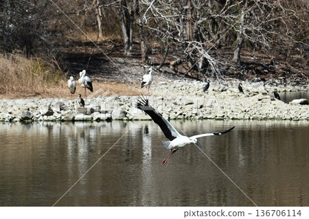 大批鸛鳥，這些“幸福之鳥”，飛抵伊丹市小池公園。 136706114