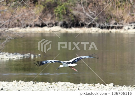 大批鸛鳥，這些“幸福之鳥”，飛抵伊丹市小池公園。 136706116