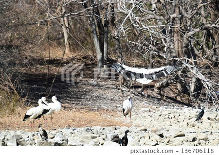 大批鸛鳥，這些“幸福之鳥”，飛抵伊丹市小池公園。 136706118